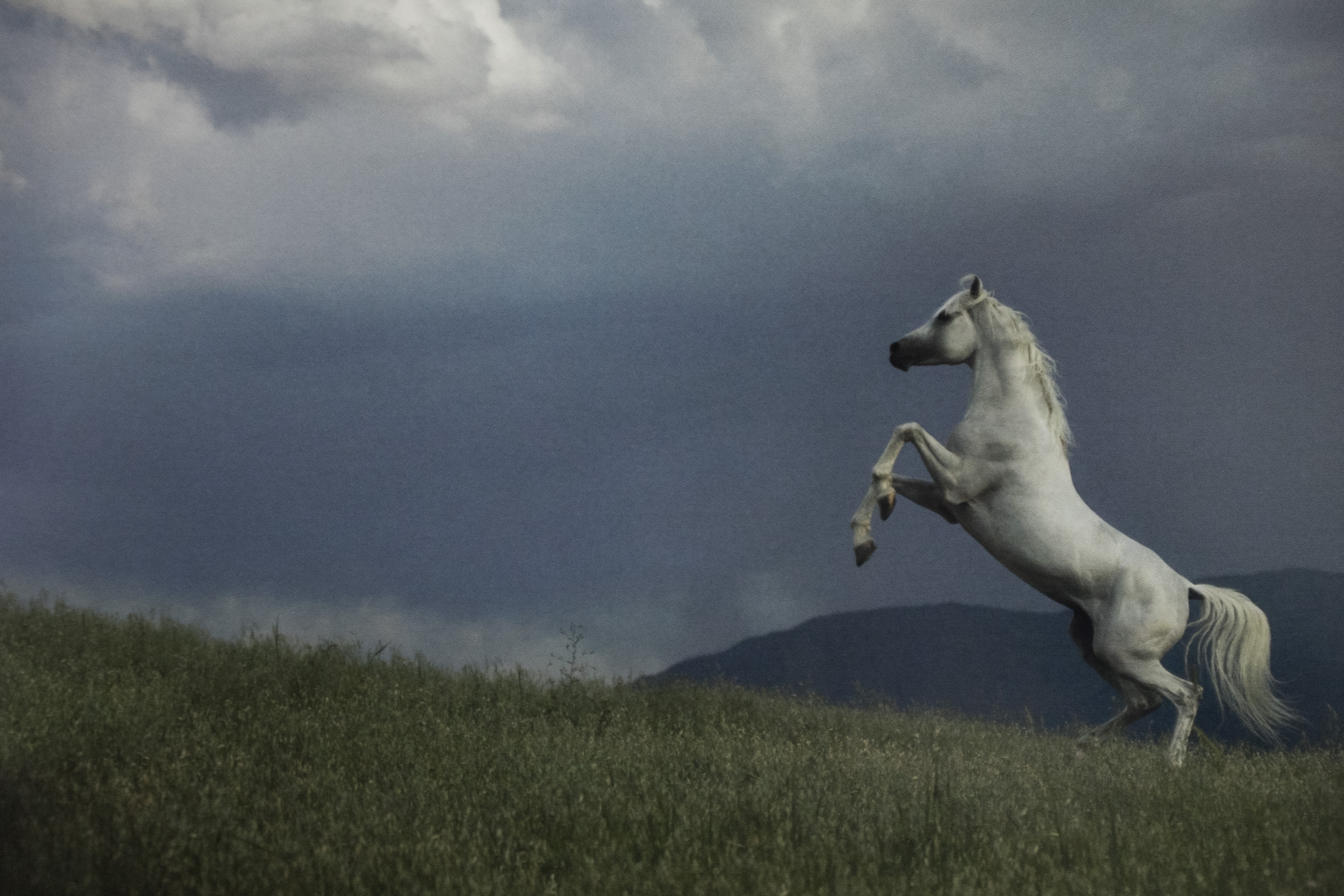 The Horses of Kurdistan recounts history through animals